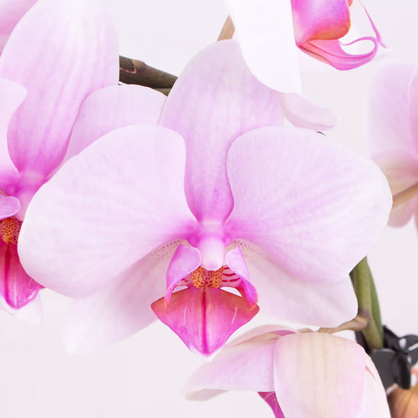 4260625434277-orchideenbogen-rosa-zoom.jpg
