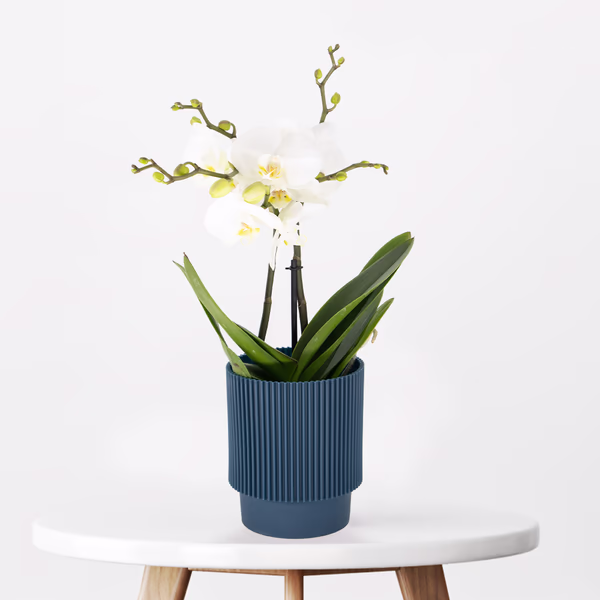 White Orchid + Free Pot | Phalaenopsis