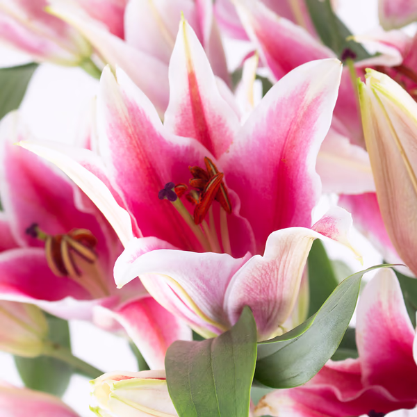 43331-blumenstrauss-rosa-lilien-zoom2.jpg