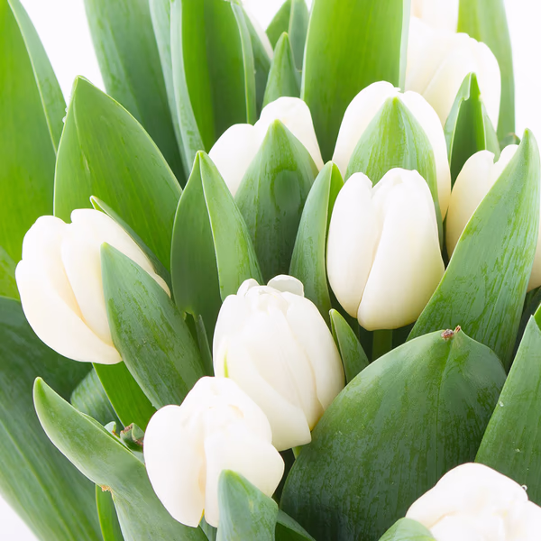 weisse-tulpen-zoom.jpg