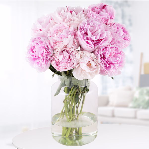 10 rosa Pfingstrosen