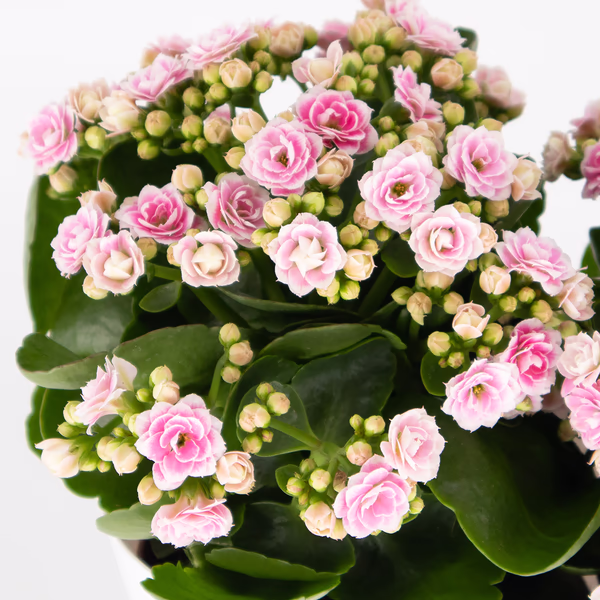 43870-rosa-kalanchoe-2.jpg