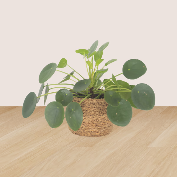43165-3er-set-pachira-nestfarn-pilea-4.jpg