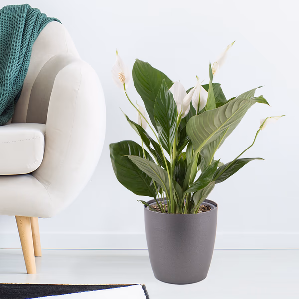 Einblatt + gratis Topf | Spathiphyllum