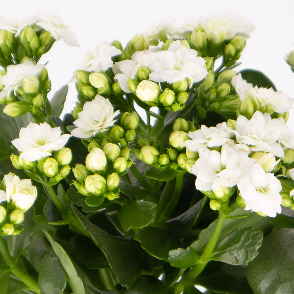 43865-weisse-kalanchoe-2_1.jpg