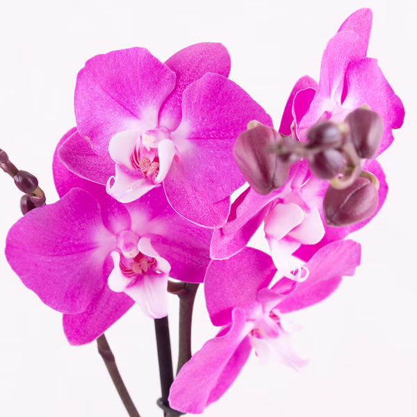 4260625433553-lila-orchidee-zwei-rispen-zoom.jpg