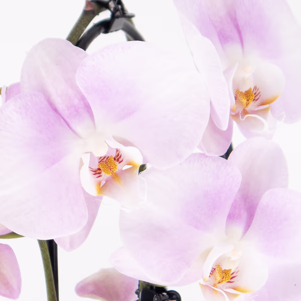 rosa-orchideenbogen-cascade-2.jpg