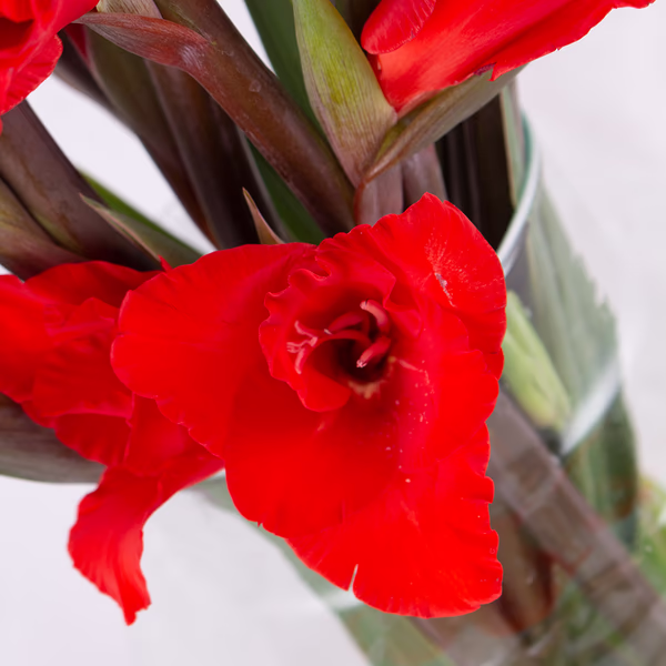 43366-10-rote-gladiolen-2.jpg