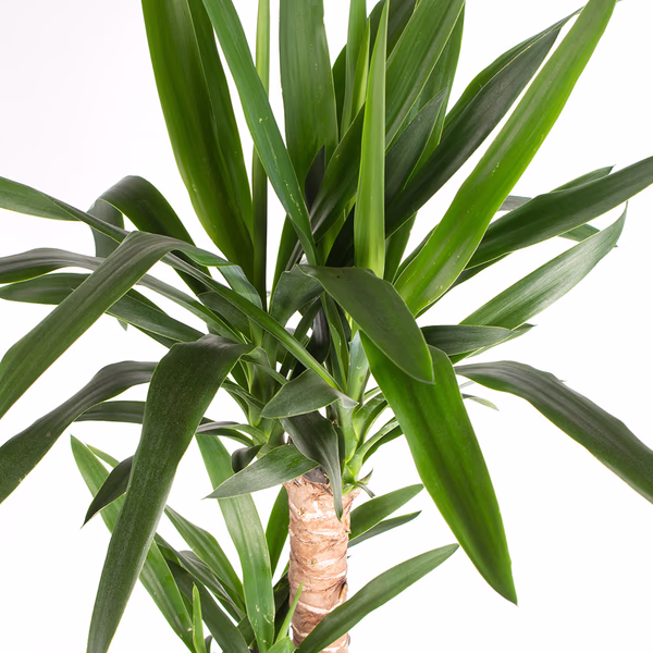43502-yucca-palme-90-2_1.jpg