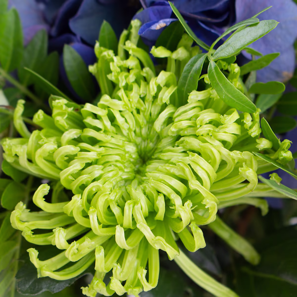 43339-blumenstrauss-victoria-3.jpg