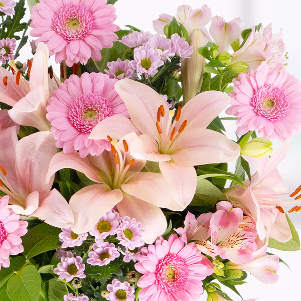 43014_rosa_gerbera_2.jpg