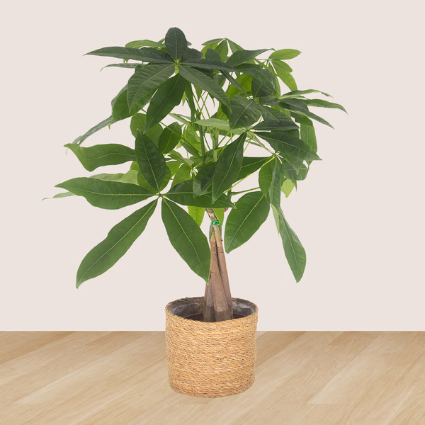 43162-2er-set-pachira-calathea-2.jpg