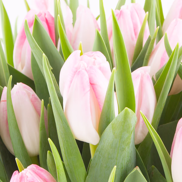 rosa-tulpen-zoom.jpg