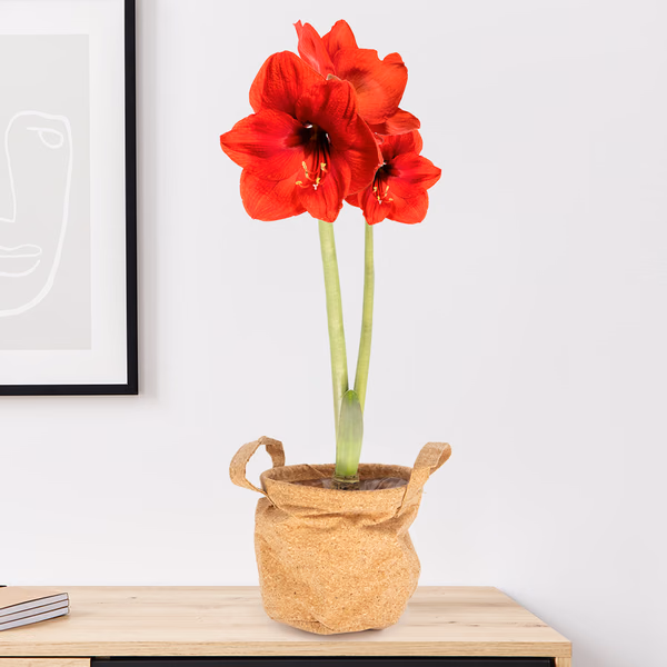 43973-rote-amaryllis-zwei-triebe-kork.jpg