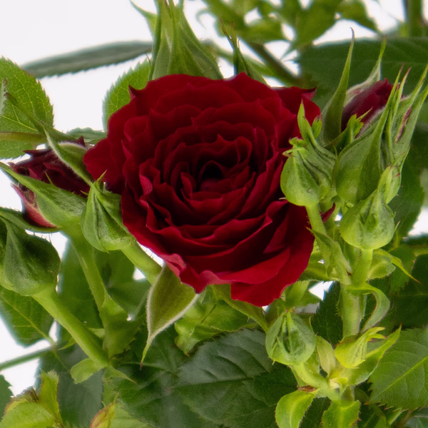 43592-rote-topfrose-stamm-1.jpg