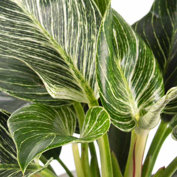 43517-philodendron-white-wave-2.jpg