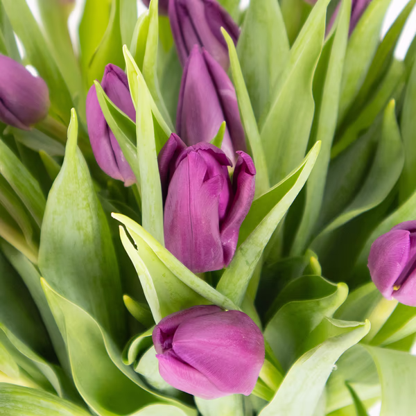 lila-tulpen-zoom.jpg