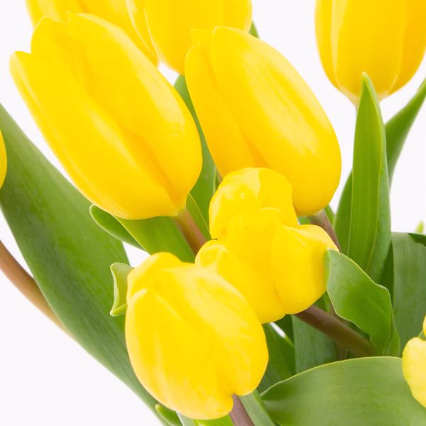 gelbe-tulpen-zoom.jpg