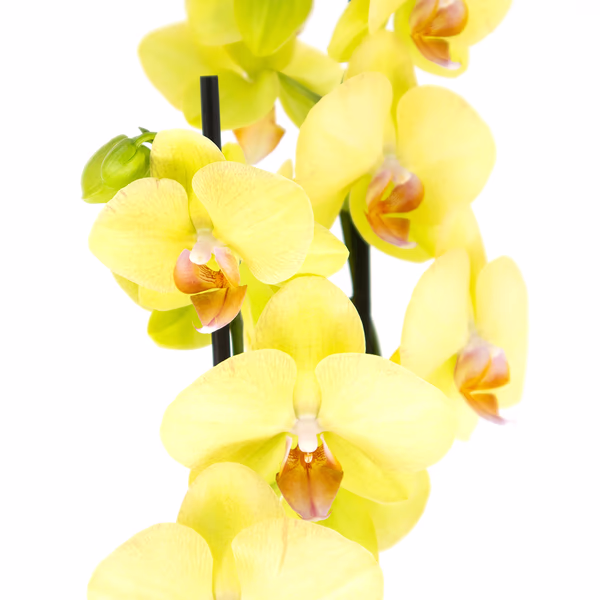 43785-orchidee-zwei-rispen-gelb-2.jpg