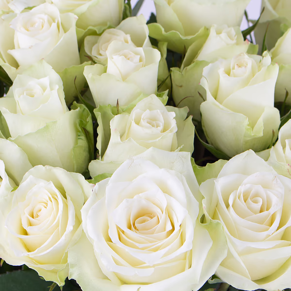 40-weisse-rosen-zoom.jpg