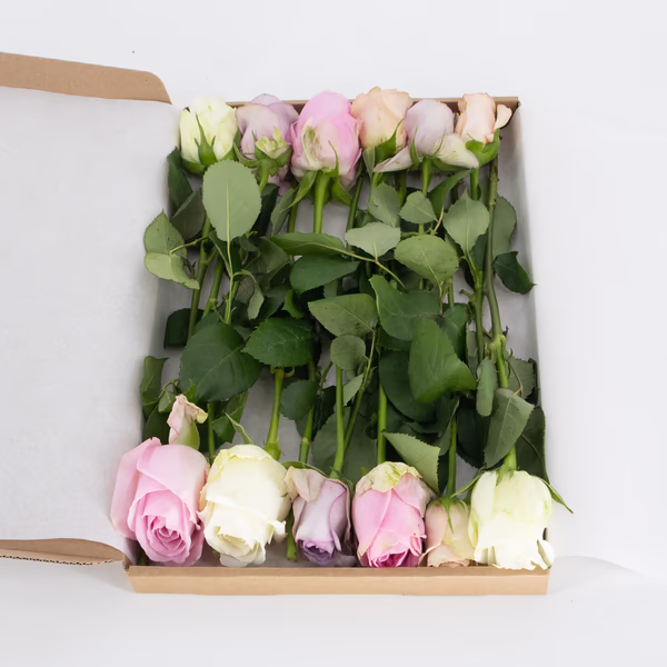 rosenbox-pastel-2.jpg