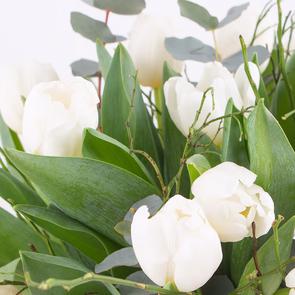 20190012_4260625430606_weisse_tulpen_zoom.jpg