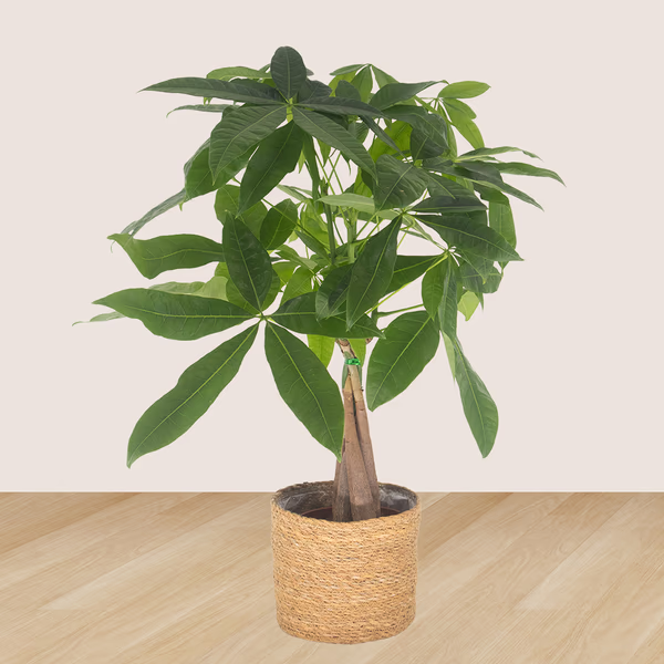 43165-3er-set-pachira-nestfarn-pilea-2.jpg