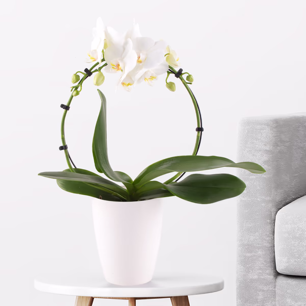 Orchideenbogen Weiß + gratis Topf | Phalaenopsis