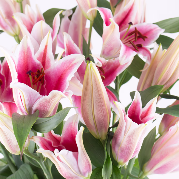 43331-blumenstrauss-rosa-lilien-zoom.jpg