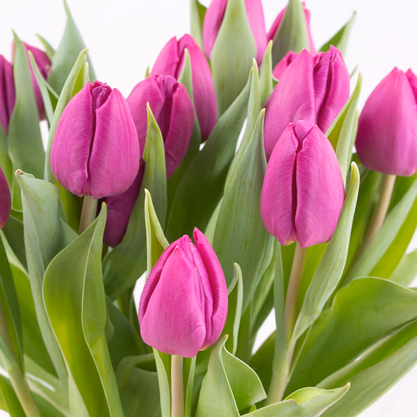43420-bulb-bouquet-lila-zoom.jpg