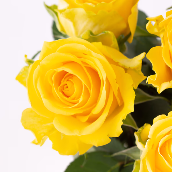20190039_gelbe_rosen_zoom.jpg