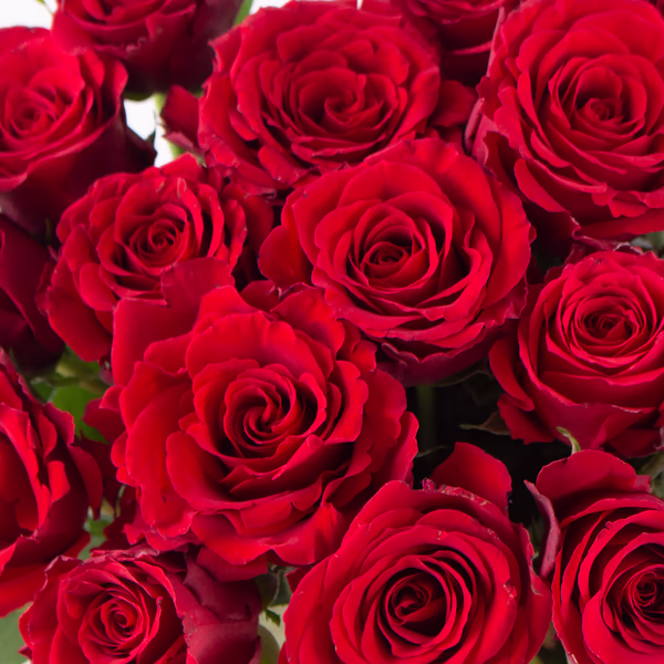 20190067-20-rote-rosen-zoom (1).jpg