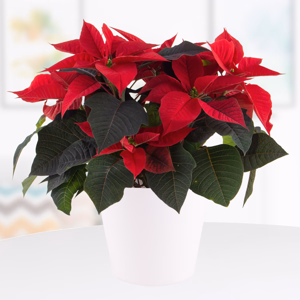 43950-weihnachtsstern-rot-topf-weiss-2.jpg