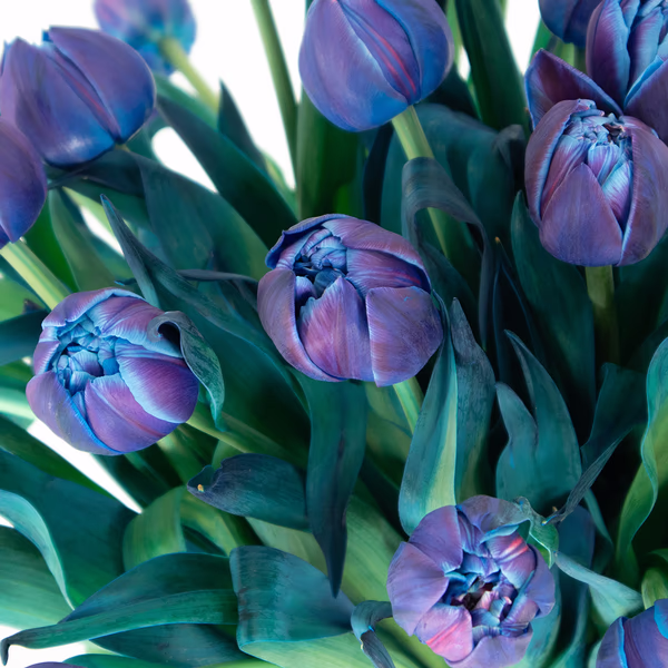 43776-blaue-tulpen-double-bubble-2.jpg
