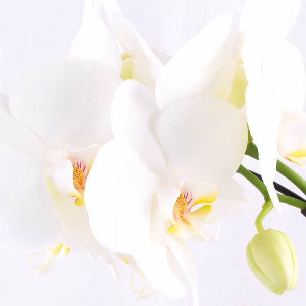 43398-orchideenbogen-2.jpg