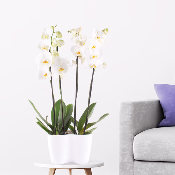 Zwei weiße Orchideen + gratis DUO-Topf