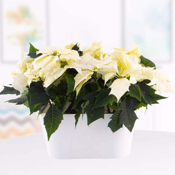 43955-weihnachtssterne-weiss-duotopf-weiss.jpg