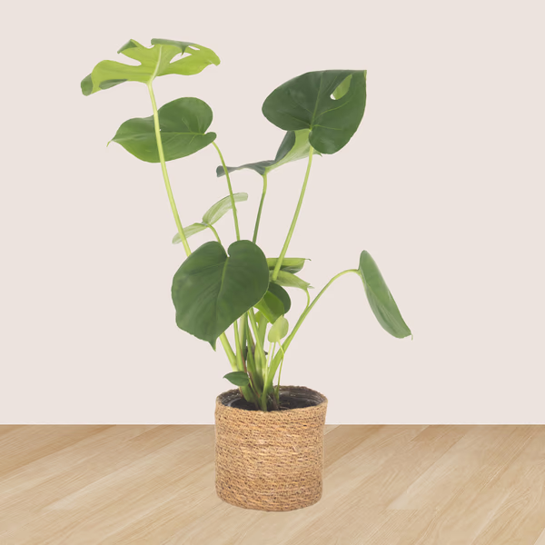 43164-3er-set-ananas-monstera-peperomia-2.jpg
