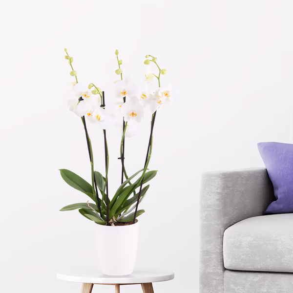 Weiße Orchidee (vier Rispen) + gratis Topf