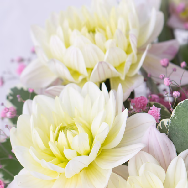 43335-blumenstrauss-dahlia-zoom-2.jpg