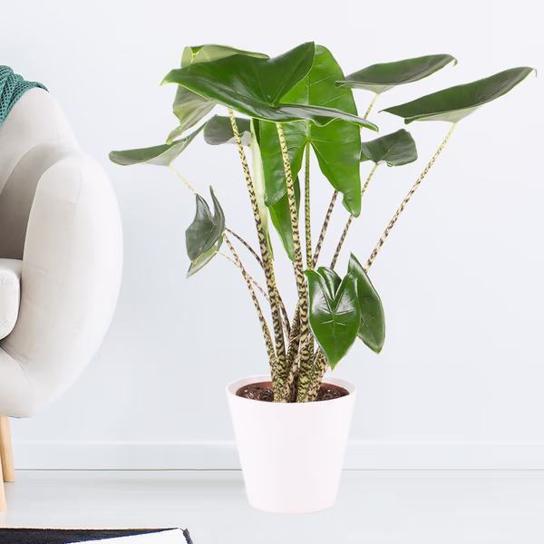 Alocasia Zebrina XL | Elefantenohr