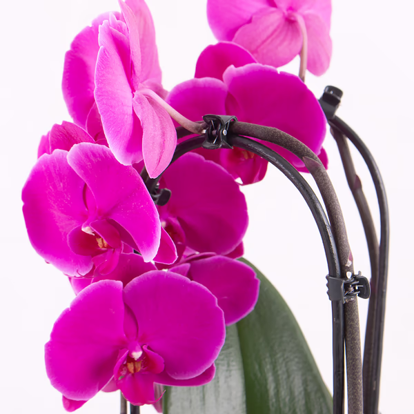4260625434383-orchidee-bogen-cascade-lila-zoom.jpg