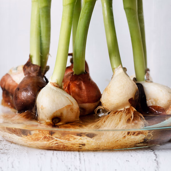 bulb-bouquet-zoom_1.jpg