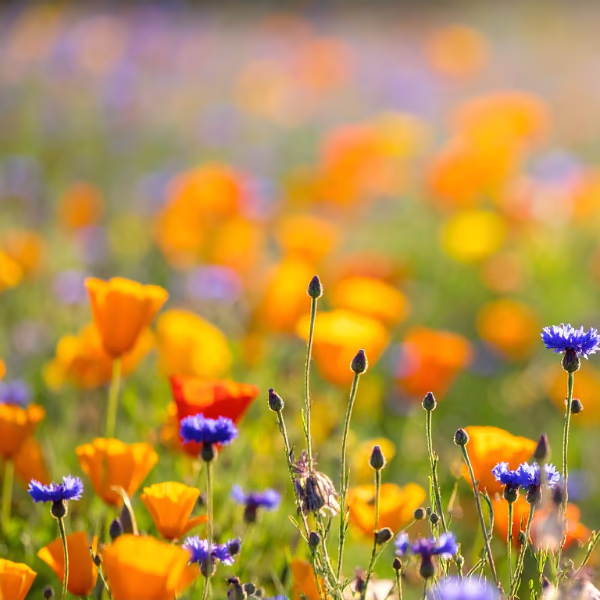 Wiesenblumen Blumenstrauß