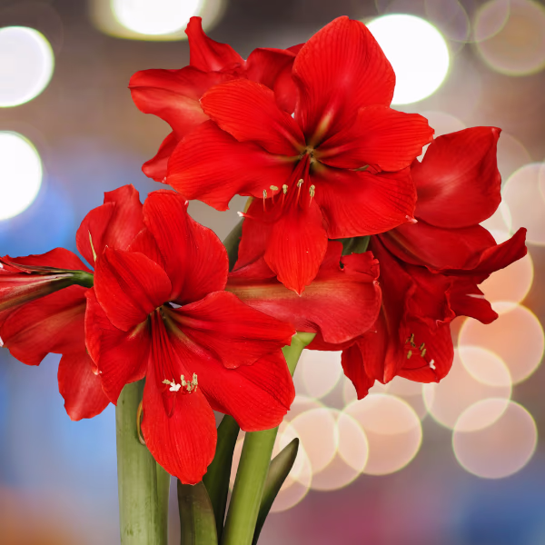 Amaryllis Blumenstrauß