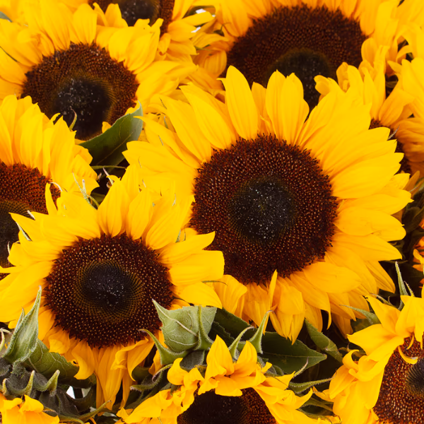 Gelbe Blumensträuße
