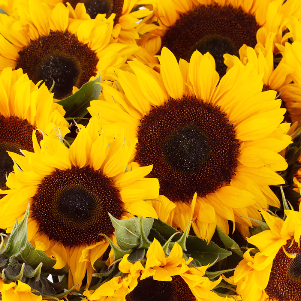 Gelbe Blumensträuße