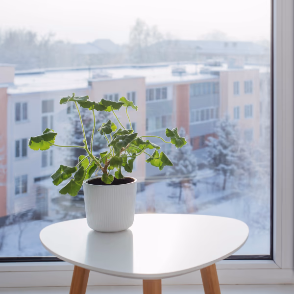 Pflegeratgeber: Zimmerpflanzen im Winter
