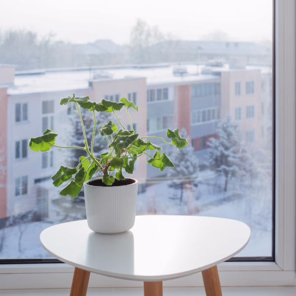 Pflegeratgeber: Zimmerpflanzen im Winter