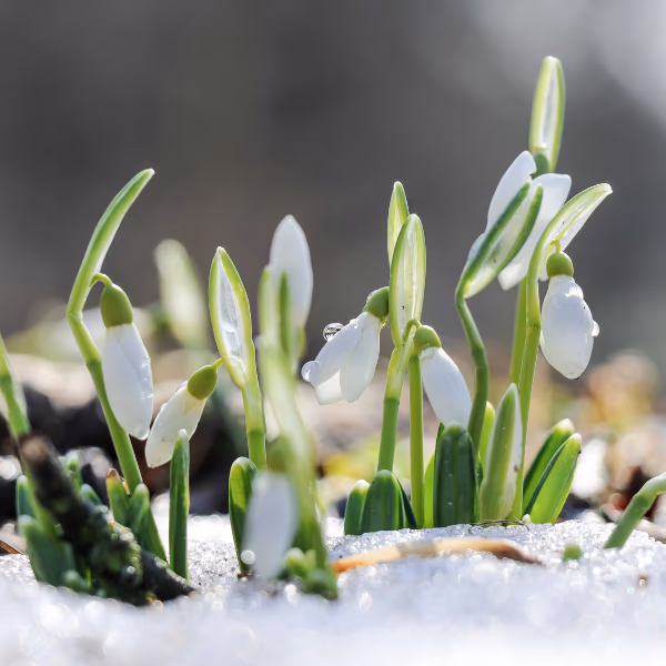 Winterblumen: Was blüht in der kalten Jahreszeit?